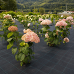 Hortenzia stromčekovitá (Hydrangea arborescens) ´CANDYBELLE® BUBBLEGUM´ - výška 40-50 cm, kont. C3L